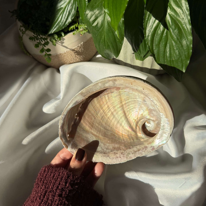 Abalone Shell