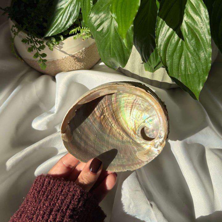 Abalone Shell