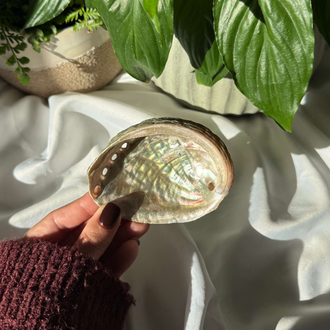 Abalone Shell