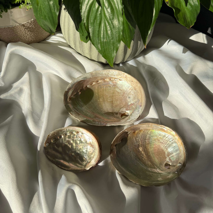 Abalone Shell